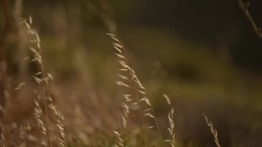 Açık arazideki çim dikenlerini kapatın. Doğa güzelliği. Rüzgâr, çimen siluetini sallıyor.