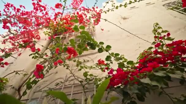Türkiye Nin Marmaris Kentinde Inşa Edilen Güzel Çiçek Cepheleri Yürüme — Stok video