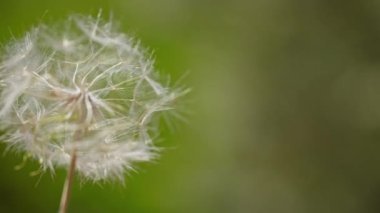 Macro Shot of Karahindiba süper yavaş çekimde çekiliyor. Çiçek açan Beyaz Karahindiba. Doğal yeşil arkaplanda pofuduk çiçek bitkisi
