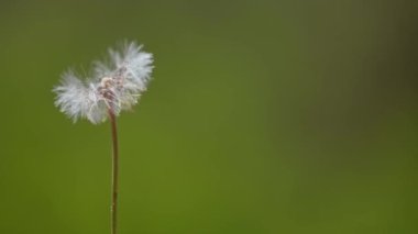 Macro Shot of Karahindiba süper yavaş çekimde çekiliyor. Çiçek açan Beyaz Karahindiba. Doğal yeşil arkaplanda pofuduk çiçek bitkisi