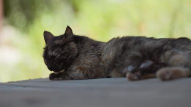 Kedi ahşap zeminde uyuyan mutlu bir aile. Kara kedi güneş ışığının altında tatlı bir videoda uyuyor. kedi yaşam tarzı evcil hayvan ailesi üyesi