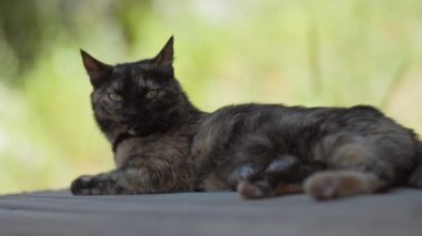 Kedi ahşap zeminde uyuyan mutlu bir aile. Kara kedi güneş ışığının altında tatlı bir videoda uyuyor. kedi yaşam tarzı evcil hayvan ailesi üyesi