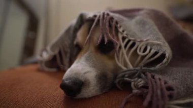 Kanepeye uzanmış sıcak battaniyeye uzanmış komik, uykucu Corgi köpeği. Güzel Galler Corgi 'si. Evde köpek besliyor.