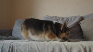 Ağır çekimde komik, tembel bir Corgi köpeği sıcak bir battaniyeyle kanepede yürüyor ve uzanıyor. Güzel Galler Corgi 'si. Evde köpek besliyor.