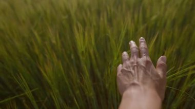 Yavaş çekim kadın eli buğday tarlasında yeşil bir buğday kulağına dokunuyor. Elim buğday tarlasında hareket ediyor. Kızlar gün batımında buğdaya dokunur. Bahar geldi. seçici odak