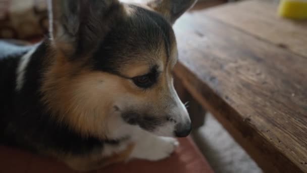 Närbild Rolig Sömnig Corgi Hund Liggande Soffan Täckt Varm Filt — Stockvideo
