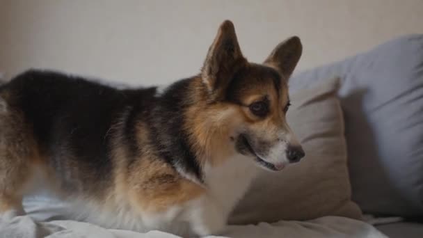 Αργή Κίνηση Αστείο Τεμπέλης Σκύλος Corgi Πόδια Στον Καναπέ Ζεστή — Αρχείο Βίντεο