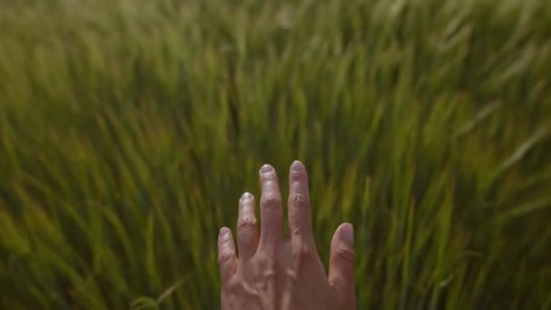 Zavřít Pomalý Pohyb Femužská Ruka Dotýká Zeleného Pšeničného Ucha Pšeničném — Stock video