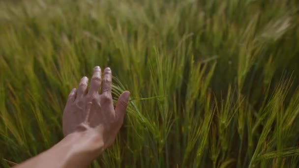 Крупним Планом Рука Чоловічої Статі Торкається Зеленого Пшеничного Вуха Пшеничному — стокове відео
