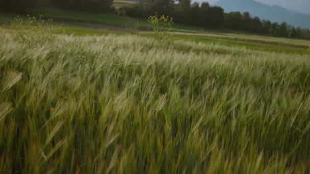 Zblízka Zelená Pšenice Kukuřice Obiloviny Zemědělský Průmysl Přírodní Textura Pohybu — Stock video