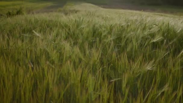 부드러운 바람에 흔들리는 풍속에 천천히 립니다 여름에 밀밭이 무르익는 모습을 — 비디오