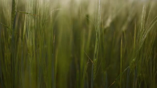 Кукурудза Зеленої Пшениці Крупним Планом Зернові Сільськогосподарська Промисловість Природна Текстура — стокове відео