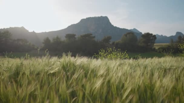 Zblízka Zelená Pšenice Kukuřice Obiloviny Zemědělský Průmysl Přírodní Textura Pohybu — Stock video