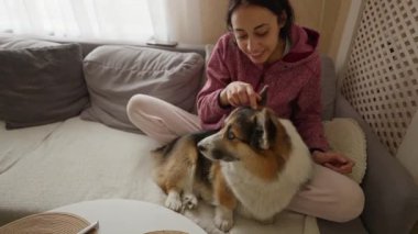pretty smiling affectionate woman feeds her funny welsh corgi dog from table siiting on couch at cozy home. friendship with pets and domestic life. funny animals