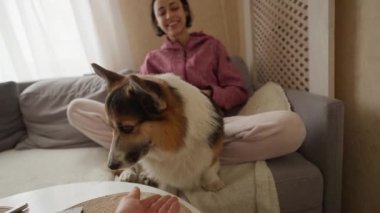 POV, evinde güzel gülümseyen bir kızla kanepede oturan komik Galli Corgi Dog 'a ilk bakışı. Bataklık havlıyor, yemek istiyor ve pati yapıyor. Evcil hayvanlarla ve ev hayatıyla arkadaşlık. komik hayvanlar.