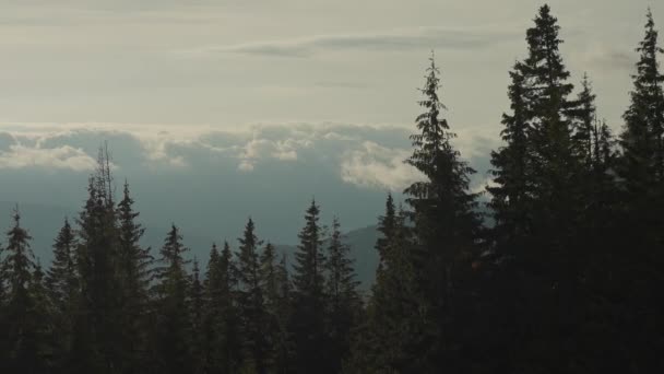 Красивый Туманный Туманный Пейзаж Темным Лесом Горе Среди Низких Облаков — стоковое видео
