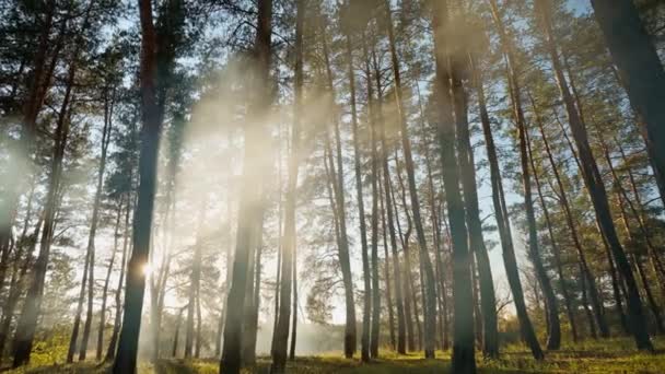 秋の夕方に松林と美しい霧の風景 キャンプファイヤーからの低い日光の煙 ミステリアスな濃霧の中の木々が彩る光景 — ストック動画