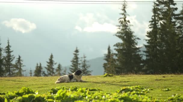 大平静的山狗坐在草地上 乌克兰的高山上 喀尔巴阡山脉 狗坐在美丽的秋山背景上 松树尽享自由和景色 — 图库视频影像
