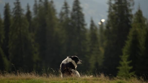 大きな落ち着いたリラックスした山の犬座 ウクライナの山 カルパチアン 自由と景色を楽しむパインと美しい秋の山の背景に座っている犬 — ストック動画
