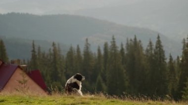 Büyük, sakin bir dağ köpeği çimenlerde, Ukrayna dağlarında, Karpatlar 'da oturuyor. Köpek güzel bir sonbahar arka planında oturmuş çam ağaçlarıyla özgürlüğün ve manzaranın tadını çıkarıyor.