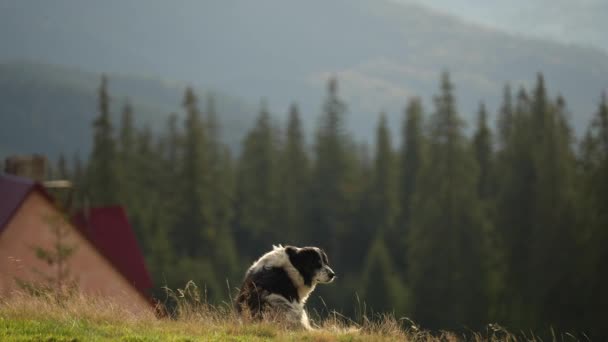 Büyük Sakin Bir Dağ Köpeği Çimenlerde Ukrayna Dağlarında Karpatlar Oturuyor — Stok video
