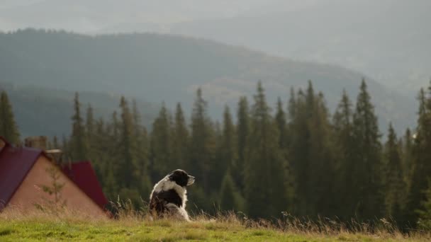 Μεγάλη Ηρεμία Χαλαρή Ορεινό Σκυλί Κάθεται Στο Γρασίδι Βουνά Της — Αρχείο Βίντεο