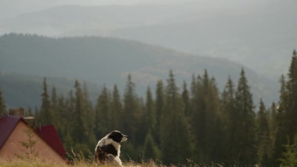 Büyük Sakin Bir Dağ Köpeği Çimenlerde Ukrayna Dağlarında Karpatlar Oturuyor — Stok video