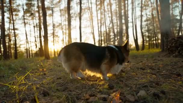 在松树林中散步的科泰滑稽的威尔士科奇犬的广角镜头 有狗的家庭带着篝火在户外野餐 一只好奇的狗绕着篝火和桌子散步 嗅嗅嗅 — 图库视频影像