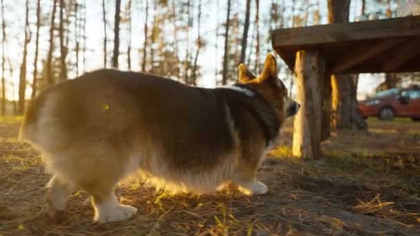 Zbliżenie Szeroki Kąt Widok Cote Zabawny Walijski Corgi Pies Spacery — Wideo stockowe