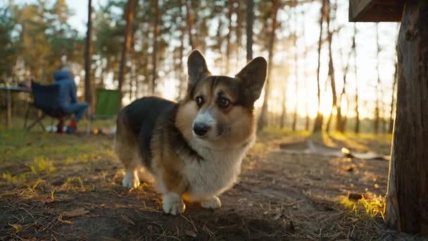 在松树林中散步的科泰滑稽的威尔士科奇犬的广角镜头 有狗的家庭带着篝火在户外野餐 一只好奇的狗绕着篝火和桌子散步 嗅嗅嗅 — 图库视频影像