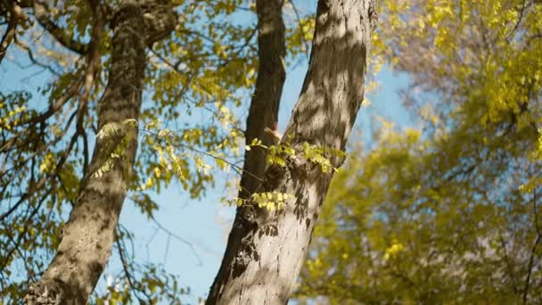 Lustiges Eichhörnchen Auf Baumstamm Parkspaziergang Dreht Den Kopf Blickt Die — Stockvideo