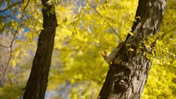 Zabawna Wiewiórka Pniu Drzewa Parku Spaceru Odwraca Głowę Patrząc Aparacie — Wideo stockowe