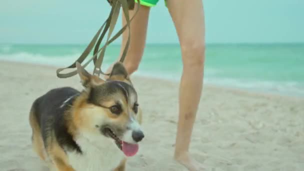 Αστείο Σκυλί Welsh Corgi Τρέχει Τον Πλοίαρχο Στην Αμμώδη Παραλία — Αρχείο Βίντεο