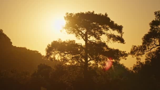 Fechar Acima Árvore Velha Pinheiro Encontro Por Sol Vermelho Céu — Vídeo de Stock