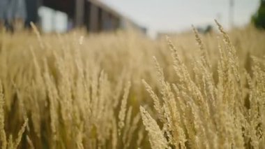 Organik tarım ve hasat. Bira üretimi için arpa arpası yetiştiriyorum. Yazın güneş ışığıyla aydınlanan tahıl sapları. Sarı altın çiviler gökyüzü arkaplanını kapatır