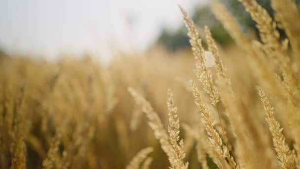 Spighe Grano Sul Campo Durante Tramonto Agricoltura Grano Raccolta Agroalimentare — Video Stock