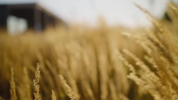 Rolnictwo Ekologiczne Zbiory Słodu Jęczmiennego Produkcji Piwa Rzemieślniczego Ziarno Słoneczne — Wideo stockowe