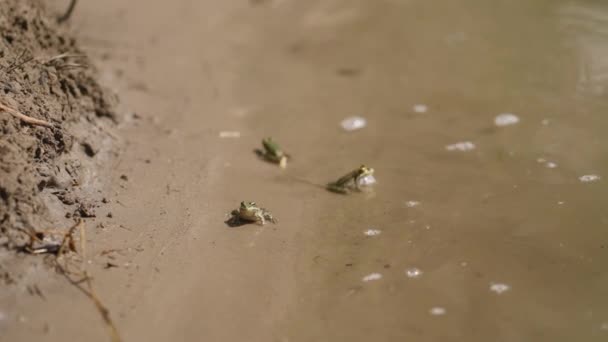 Petites Grenouilles Vertes Assises Sur Rive Lac Sablonneux Bord Eau — Video