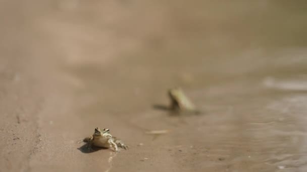Маленькие Зеленые Лягушки Сидящие Песчаном Берегу Озера Краю Воды Животные — стоковое видео