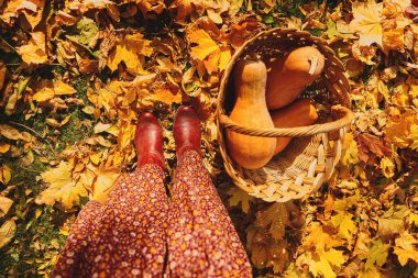 First person view woman dressed in flowing dress and vintage boots, standing by a basket filled with pumpkins. The ground is covered of golden yellow leaves clipart