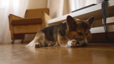 Şirin, komik bir köpek olan Galli Corgi evde oyuncağıyla oynarken eğleniyor. Kağıt tüpün içine saklanmış lezzetli kemiğiyle. Evde yalnız meraklı ve enerjik bir evcil hayvan