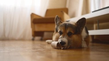 Şirin, komik bir köpek olan Galli Corgi evde oyuncağıyla oynarken eğleniyor. Kağıt tüpün içine saklanmış lezzetli kemiğiyle. Evde yalnız meraklı ve enerjik bir evcil hayvan