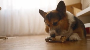 Şirin, komik bir köpek olan Galli Corgi evde oyuncağıyla oynarken eğleniyor. Kağıt tüpün içine saklanmış lezzetli kemiğiyle. Evde yalnız meraklı ve enerjik bir evcil hayvan