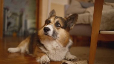Şirin, komik bir köpek olan Galli Corgi evde oyuncağıyla oynarken eğleniyor. Kağıt tüpün içine saklanmış lezzetli kemiğiyle. Evde yalnız meraklı ve enerjik bir evcil hayvan