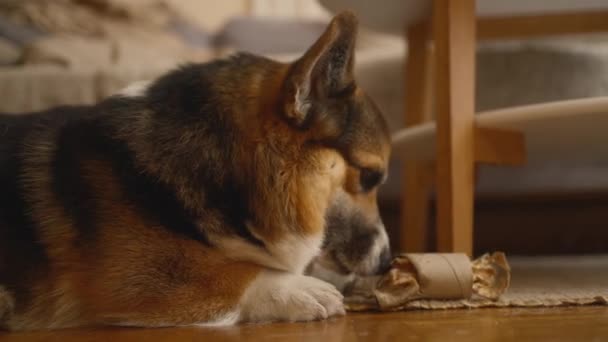 Милий Смішний Собака Валлійської Породи Розважається Вдома Граючи Своєю Іграшкою — стокове відео
