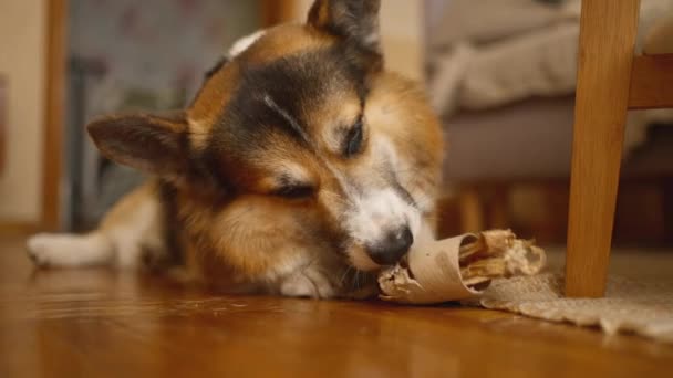 可爱有趣的狗威尔士科尔吉在家里玩他的玩具时很开心 美味的骨头藏在纸筒里 独立在家的好奇和精力充沛的宠物 — 图库视频影像