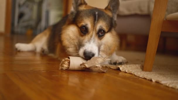 かわいいおかしな犬Welsh Corgi品種は 彼のおもちゃで遊んでいる間 自宅で楽しんでいます 紙管に隠されたおいしい骨 自宅だけで好奇心とエネルギーのペット — ストック動画