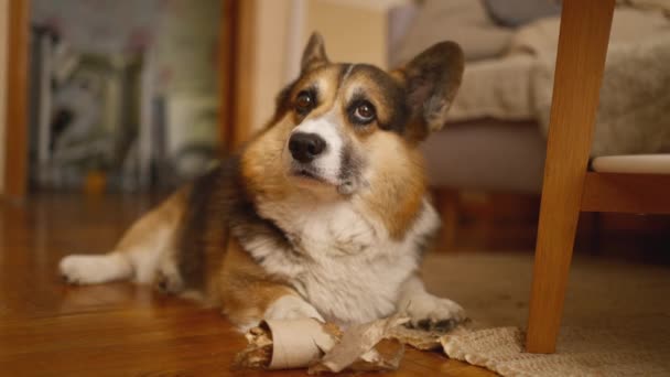 Χαριτωμένο Αστείο Σκυλί Welsh Corgi Φυλή Διασκεδάζοντας Στο Σπίτι Ενώ — Αρχείο Βίντεο