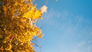 Sonbahar akçaağaç yapraklarının açık mavi gökyüzüne doğru düşmesi çok yavaş bir hareket. Yüksek hızlı sinema kamerasıyla çekilmiş. Sonbahar doğa güzelliği.