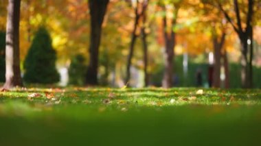 Kuru sonbahar yaprakları arasında parlayan altın güneş orman zeminine düşüyor. Muhteşem ışığın kucakladığı güzel sonbahar doğa motifi. Kahverengi ağaç yaprakları ormanda yere düşüyor..
